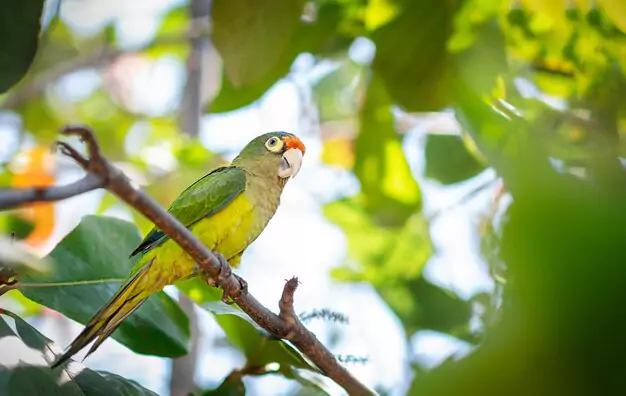 Training and Behavioral Guidance for Your Quaker Parrot