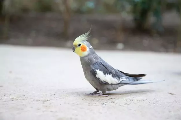 Training techniques for a well-behaved bird