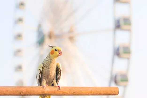 Understanding Leg Bands on Cockatiels for Age Identification