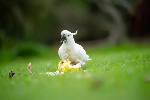 Understanding and Caring for Your Cockatoo’s Lifespan