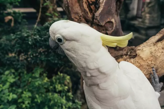 Understanding the Body Language of Cockatoos