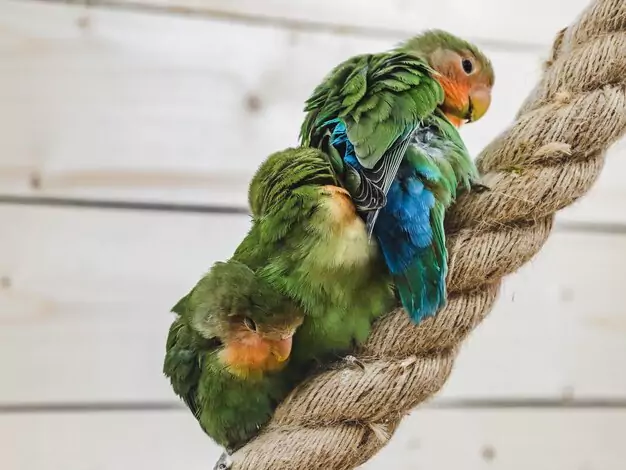 Understanding the Lifespan of Quaker Parrots in the Wild vs Captivity