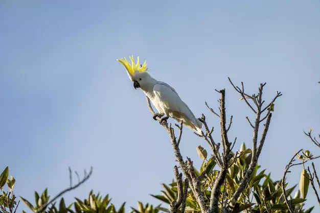 Understanding the Natural Breeding Behavior of Cockatoos