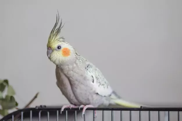 Understanding the Personality of a Cockatiel
