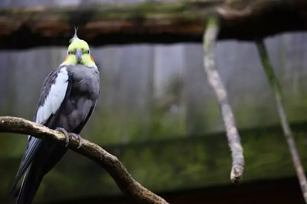 Ways to Determine the Age of a Cockatiel