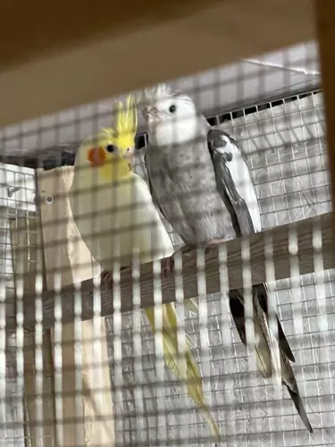 White-faced Cockatiel Colors Explained