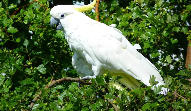 Wild Cockatoo Lifespan