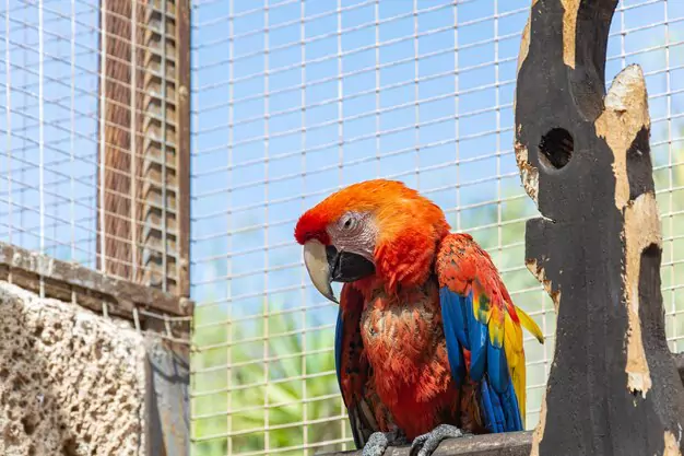 Accessories and Toys for a Macaw Bird Cage