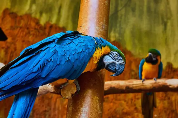 Additional Resources for Macaw Owners and Enthusiasts
