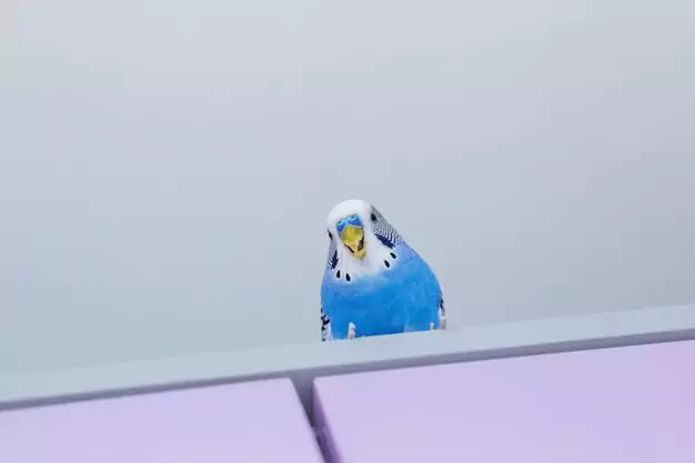 Adjusting temperatures for parakeets during different seasons