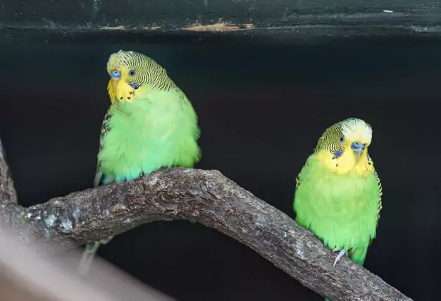Aging Process in Parakeets