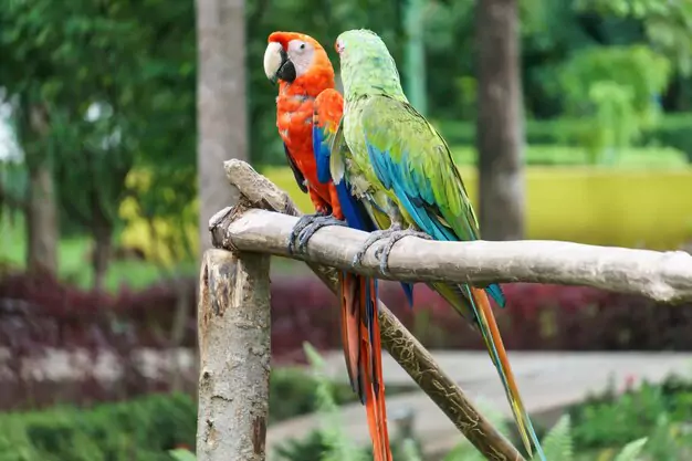 Allowing Macaws to be Themselves in Captivity