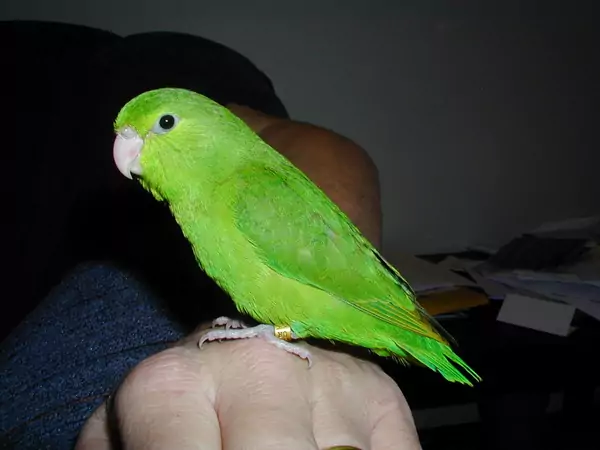 Appearance and Characteristics of Plain Parakeets