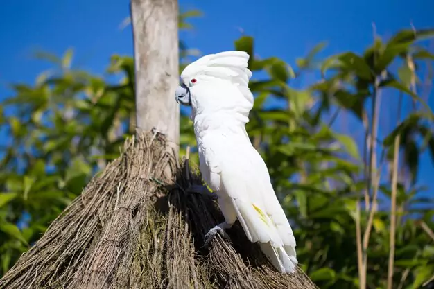 Appearance and Vocalization of Cockatoos
