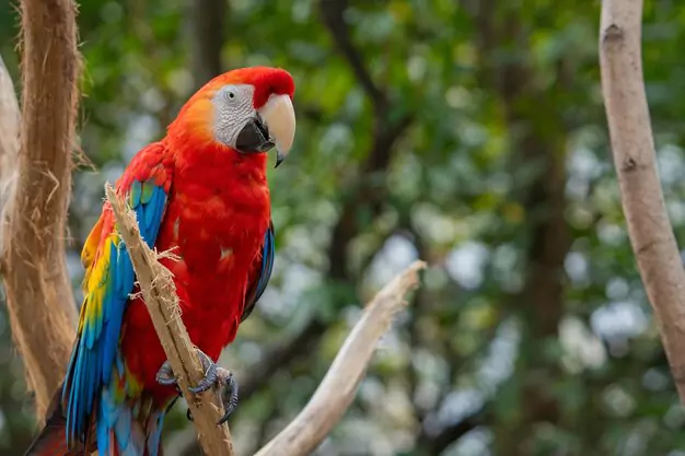 Appreciating and Protecting the Long Lives of Scarlet Macaws