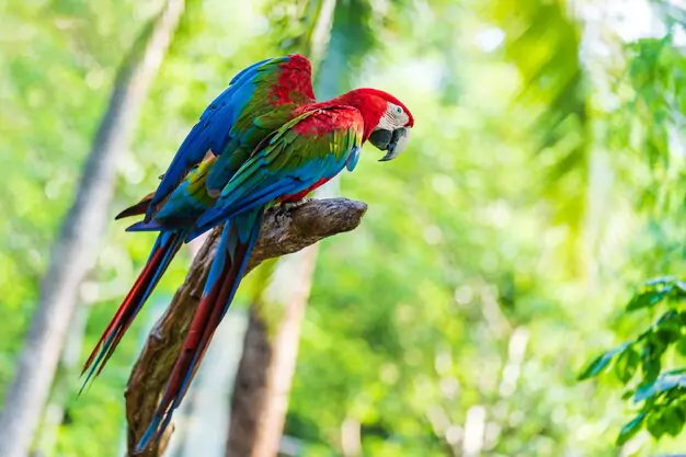 Appreciating the Unique Lifespan of Red-and-Green Macaws
