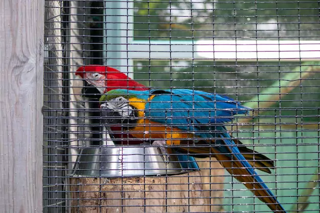Appropriate Size and Features of a Macaw Bird Cage