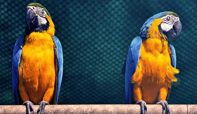 Average Lifespan of Blue and Gold Macaws