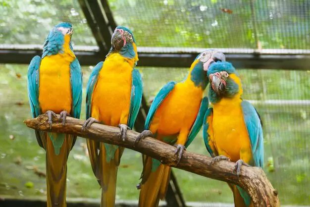 Benefits of Adopting a Macaw Parrot as a Companion Bird