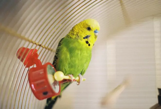 Benefits of Keeping Parakeets in Pairs