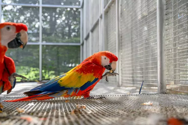 Best Materials for a Macaw Bird Cage
