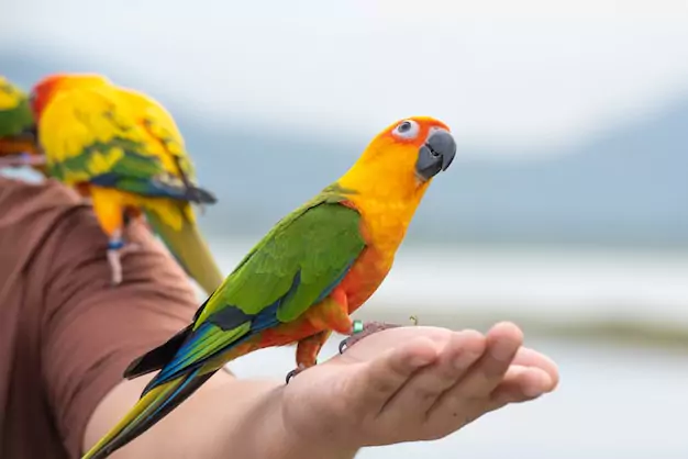 Best Practices for Teaching Your Sun Conure to Talk