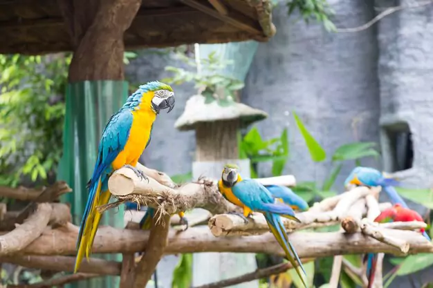 Best Toys and Treats for Your Talking Macaw Parrot