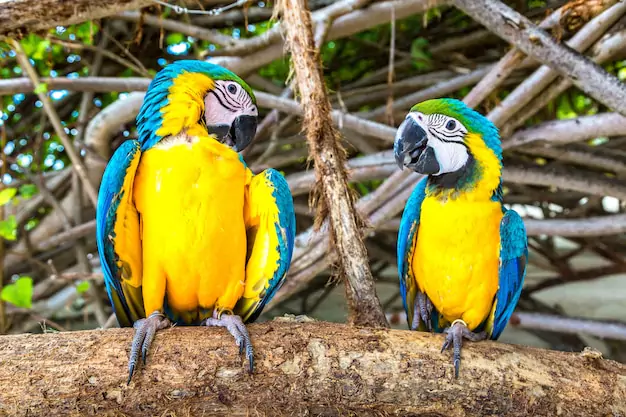 Blue and Yellow Macaw Lifespan