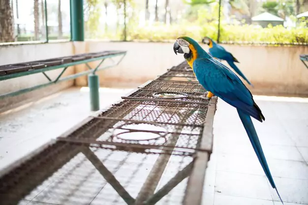 Breeding Process of Blue and Gold Macaws