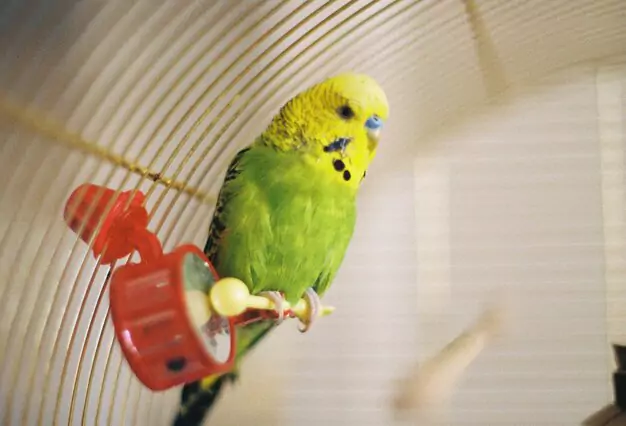 Cage Habits and the Key to a Trained Parakeet
