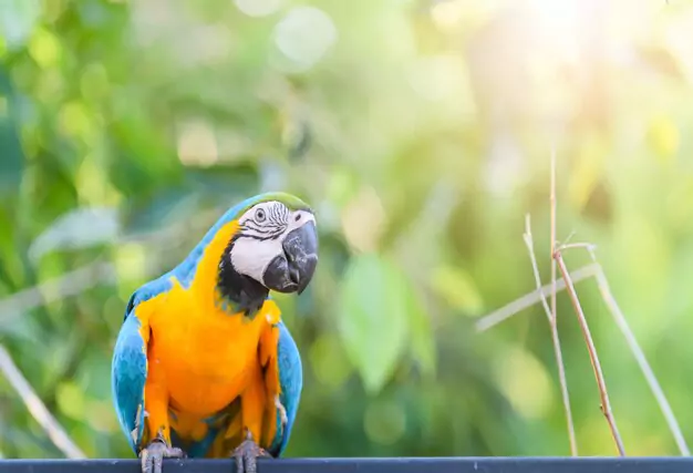 Care Tips to Ensure a Long and Healthy Life for Blue And Gold Macaws