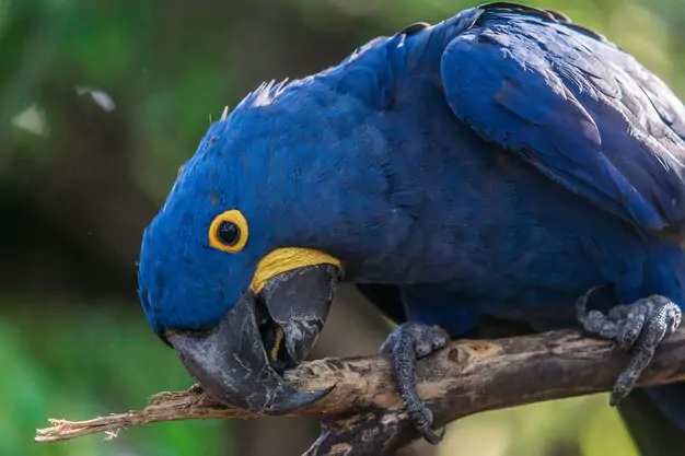 Caring for Macaws as Companion Birds