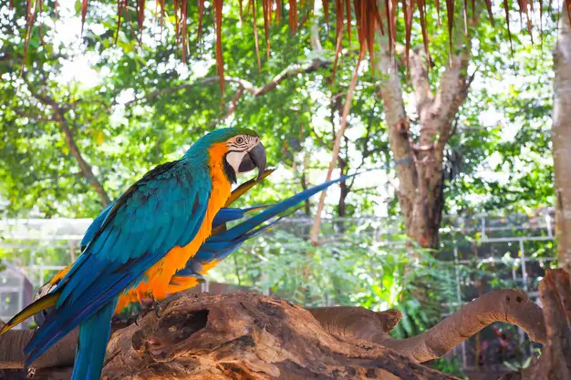 Caring for Your Blue-and-Yellow Macaw to Maximize its Lifespan