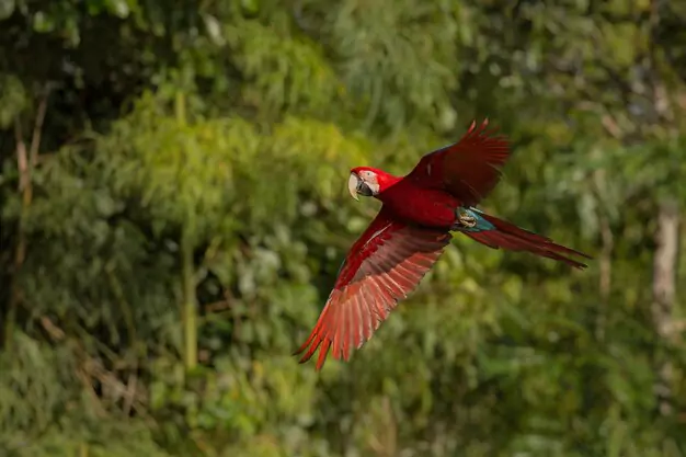 Chestnut-fronted and Red-fronted Macaw Lifespans