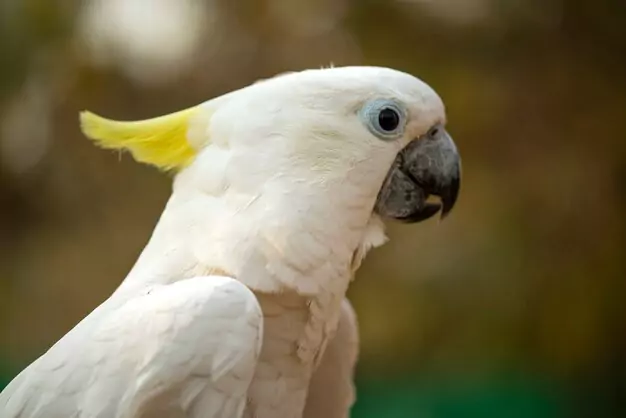 Cockatoo Lifespan by Species