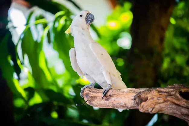 Common Health Issues and Diet for Cockatoos