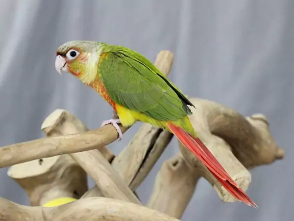 Common Health Issues in Green Cheek Conures