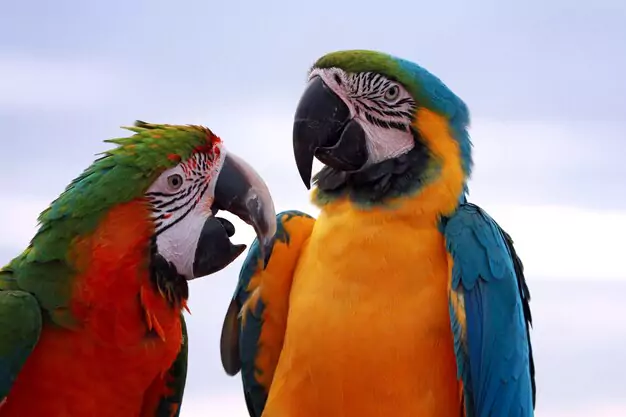 Common Words and Phrases Macaw Parrots Can Learn to Say