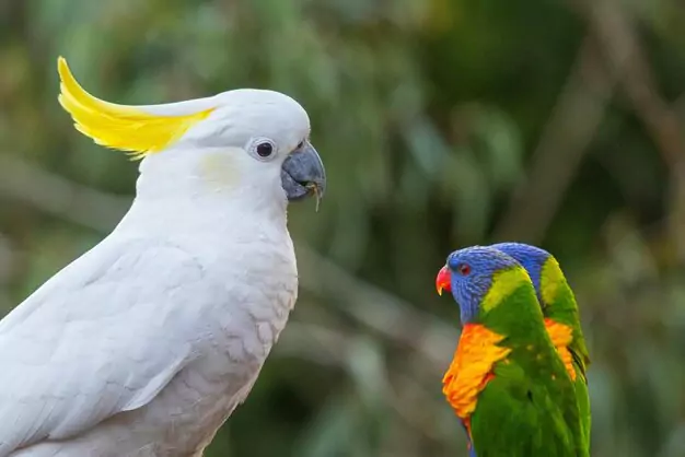 Comparing the Lifespan of White Cockatoos to Other Types of Cockatoos