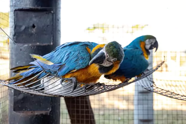 Comparison of Different Types of Macaw Bird Cages