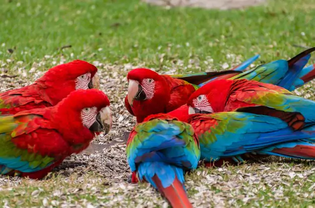 Comparison of Red-and-Green Macaw Lifespan with Other Macaw Species