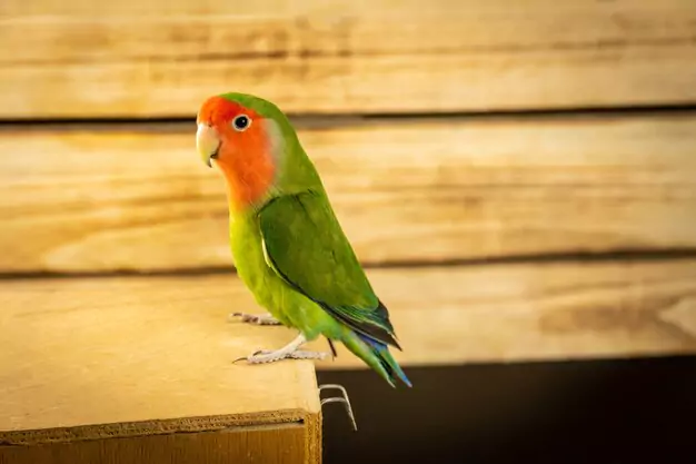Comprehensive Guide to Diet and Feeding for Lovebirds