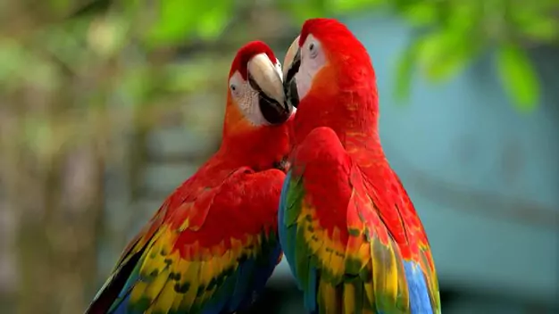 Conservation Efforts and Population Recovery Initiatives for Red-and-Green Macaws