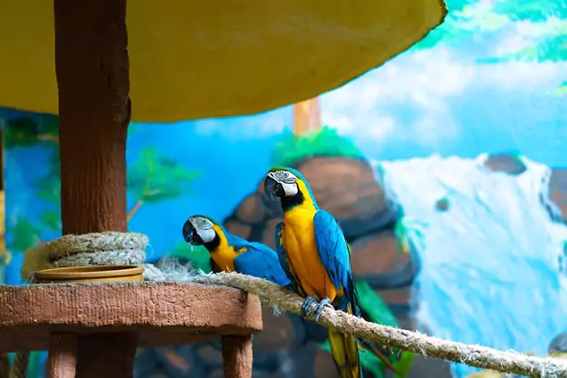 Conservation Efforts for Blue And Gold Macaws