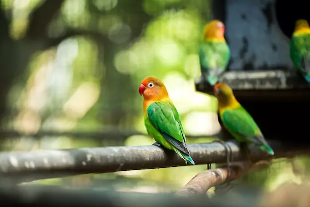 Converting Your Lovebirds to a Pelleted Diet