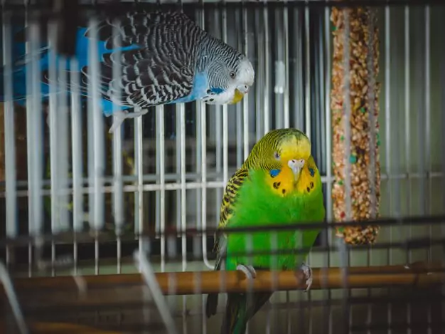 Creating a Comfortable Environment in Your Parakeet’s Cage