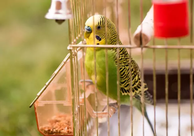 Creating a Harmonious Environment for Same-Gender Parakeet Pairs