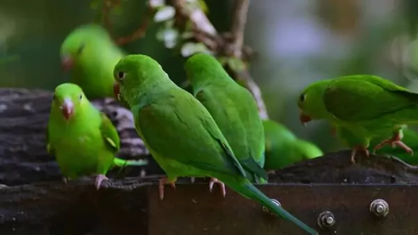 Creating a Safe Living Environment for Your Plain Parakeet