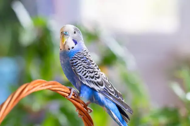 Creating a Stimulating Environment for Your Parakeet