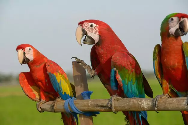 Determining Your Macaw’s Age and Oldest Known Macaw